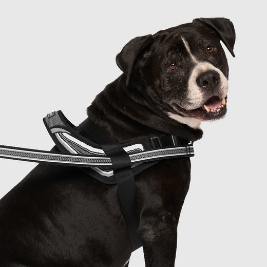 Re-Direct Harness | Canada Pooch