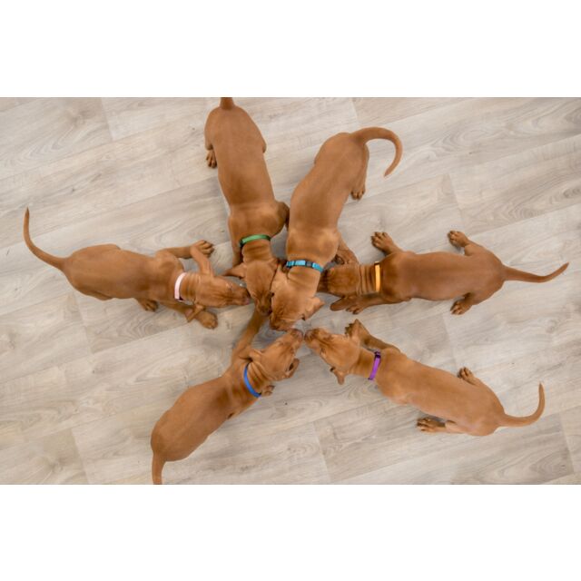 Puppy Collar Pack  (6.6"-9.8") | Trixie