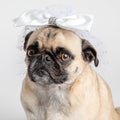 Bridal Vail (XS/Small) | Silver Paw
