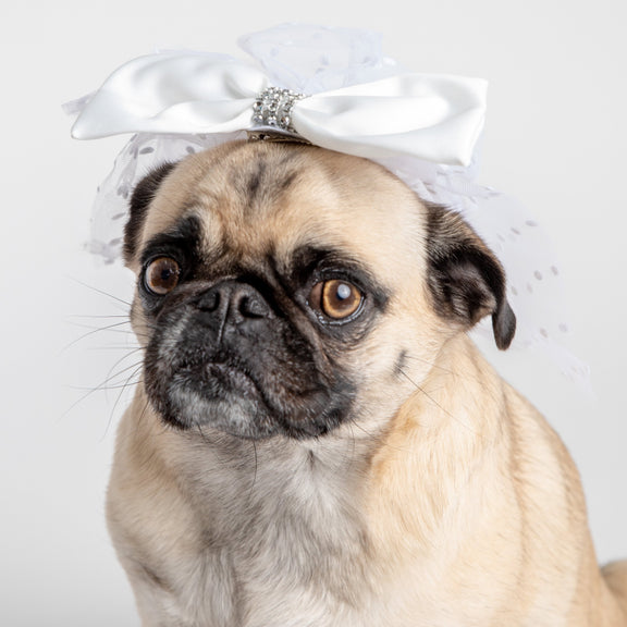 Bridal Vail (XS/Small) | Silver Paw