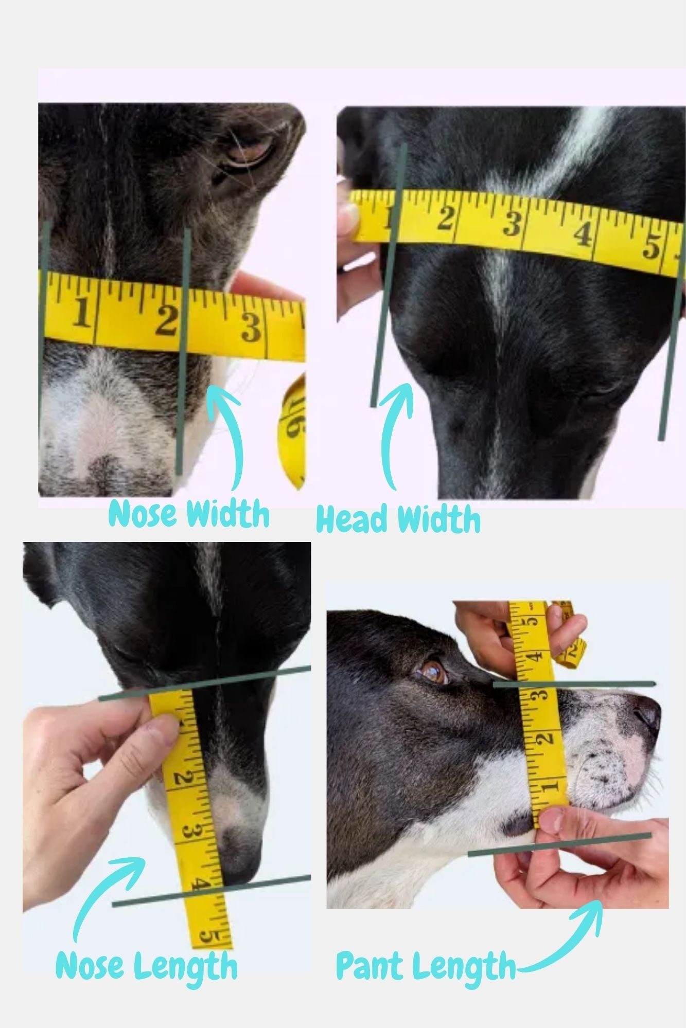 Cookie Cutter Muzzle (Assorted Colours) | Mia's Muzzles
