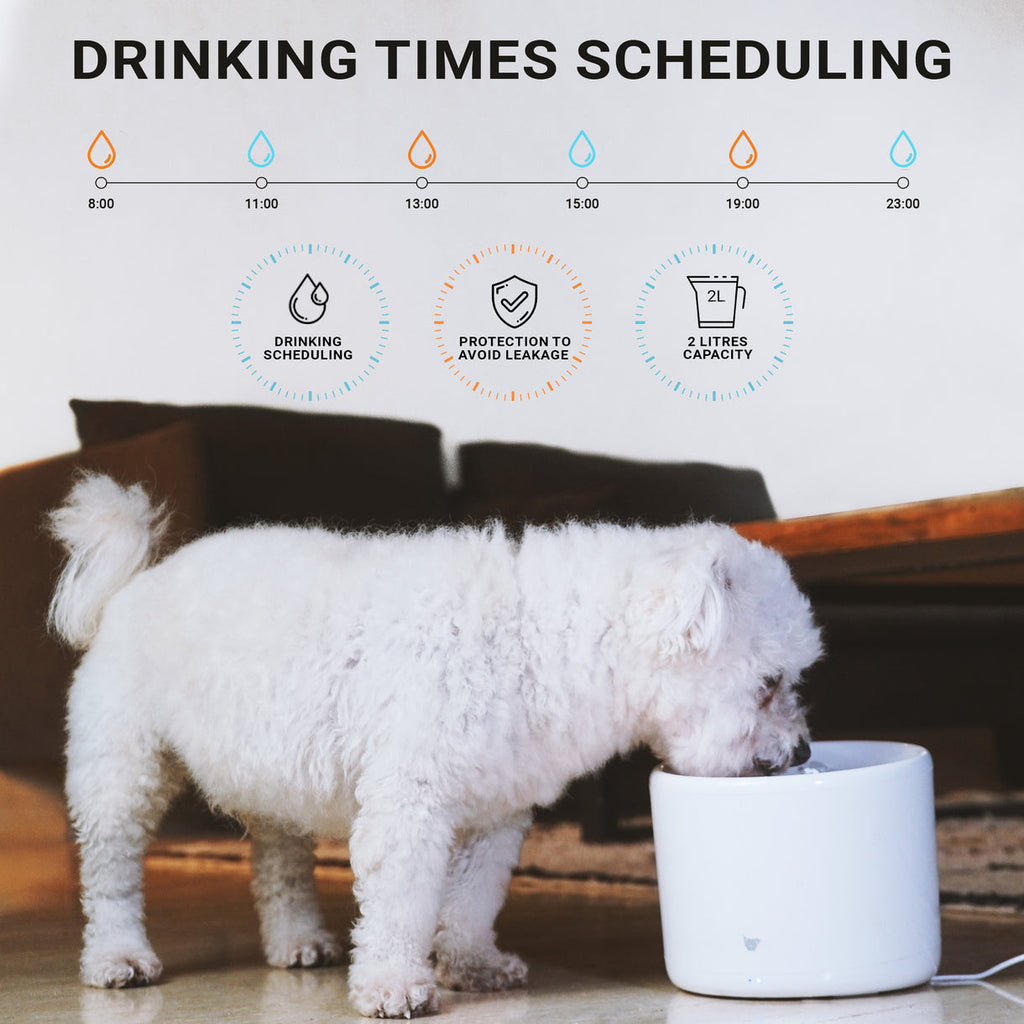 Purrflow Water Fountain | Instachew