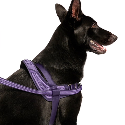 Re-Direct Harness (Purple/Lavender) | Canada Pooch