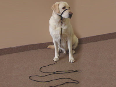 Indoor Training Leash | Gentle Leader