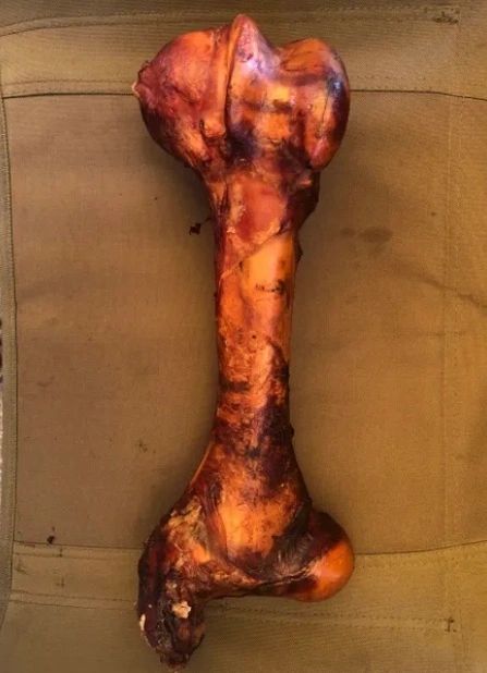 Dino Bone (18") | Kawigga