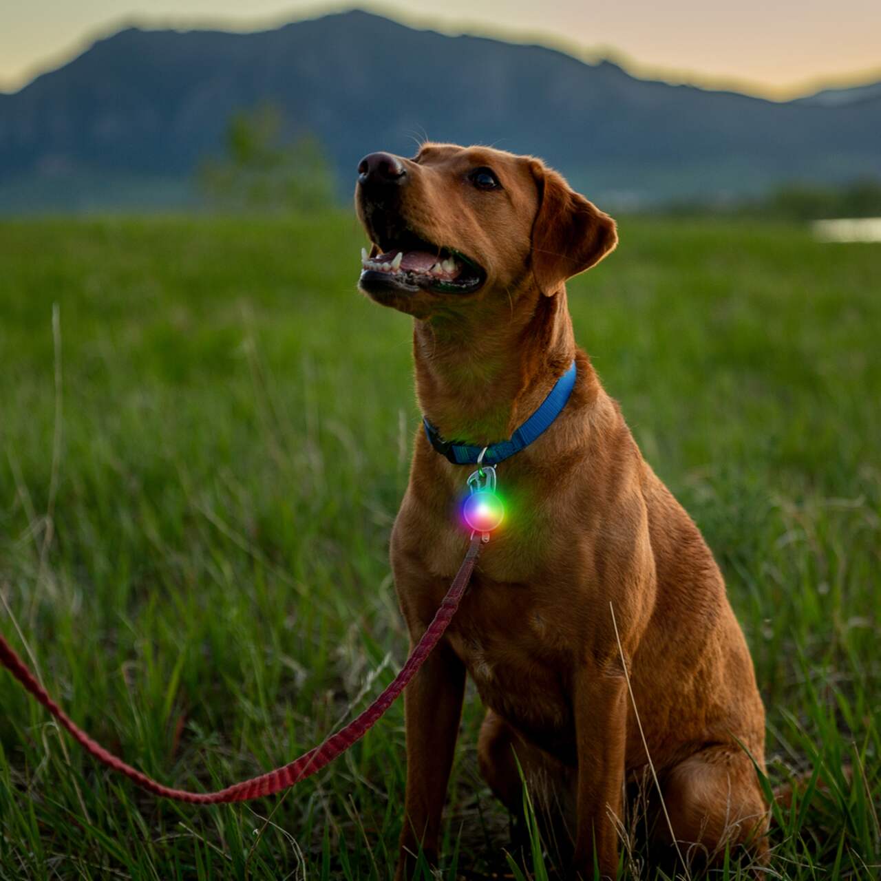 Spot Lit Collar Light (USB Rechargable) | Nite Ize