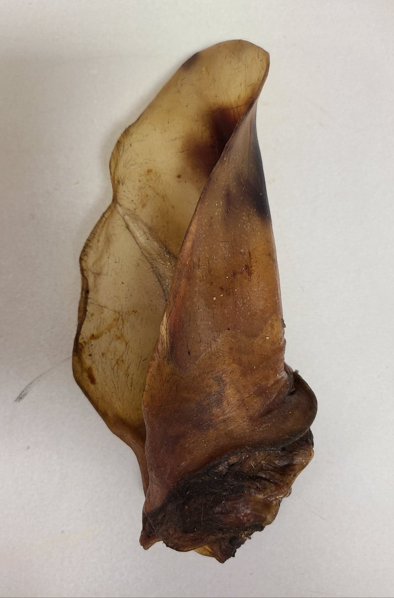 Buffalo Ear | Kawigga