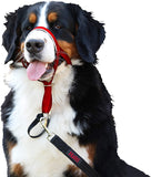 Halti Head Collar (Size 4, Red) | Company Of Animals