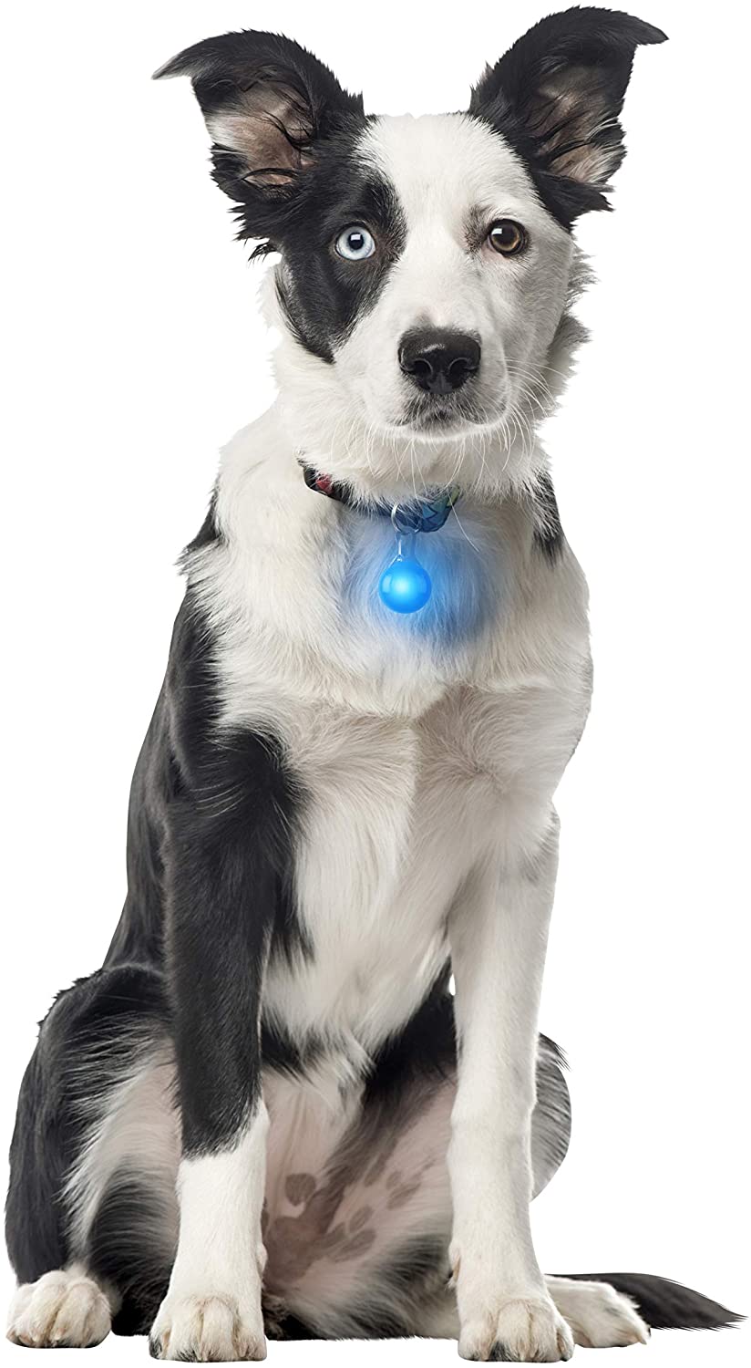 Spot Lit LED Collar Light | Nite Ize