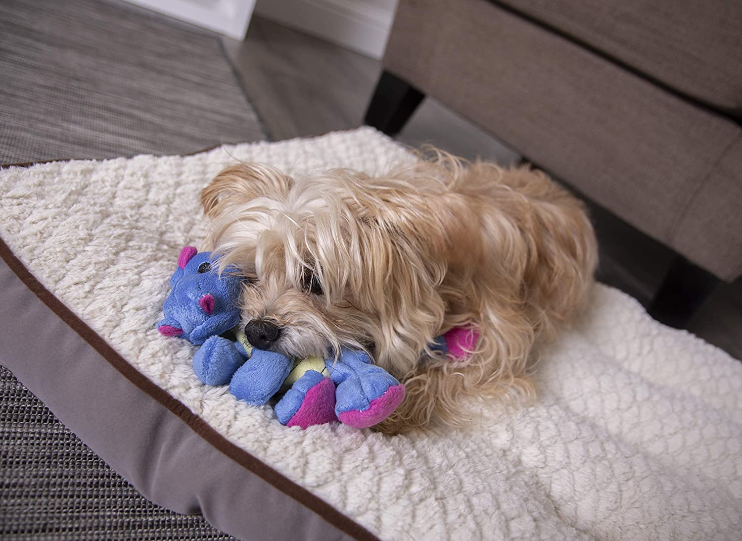 Baby Dragon Dog Toy (Small, Periwinkle) | goDog