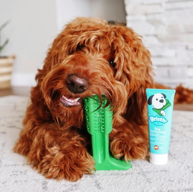 Tooth Brushing Stick | Bristly