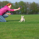 PULLER Dog Fitness Tool | cooltugs