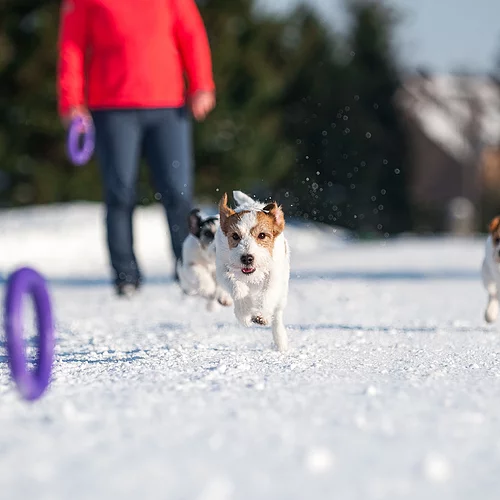 PULLER Dog Fitness Tool | cooltugs