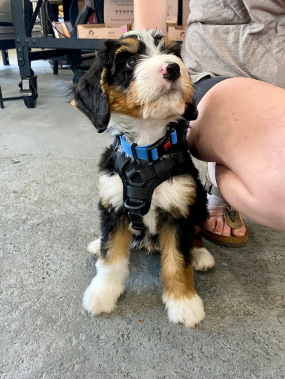 No-Pull Waterproof Comfort Harness (Black) | Smellydogz
