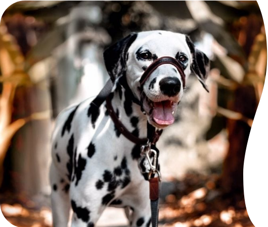 Halti Optifit Headcollar | Company Of Animals