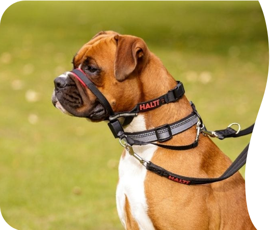 Halti Optifit Headcollar | Company Of Animals