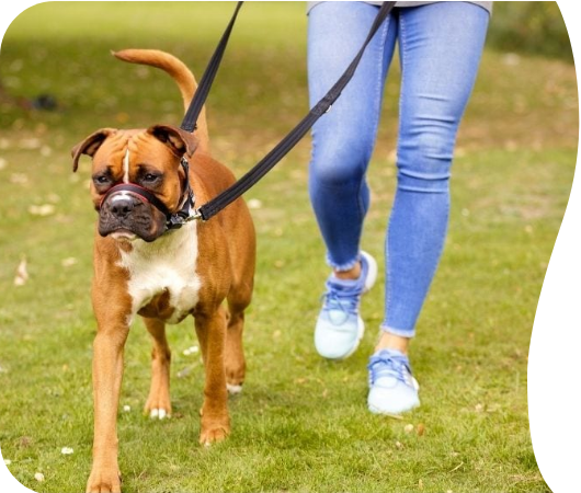 Halti Optifit Headcollar | Company Of Animals