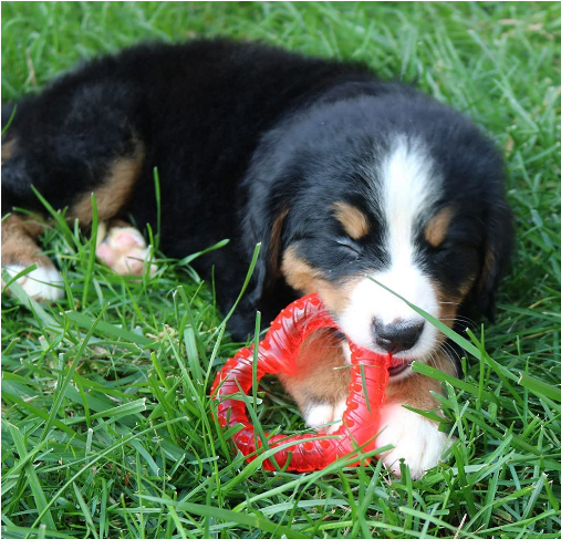 Teething Comfort Aid Heart | Smart Pet Love