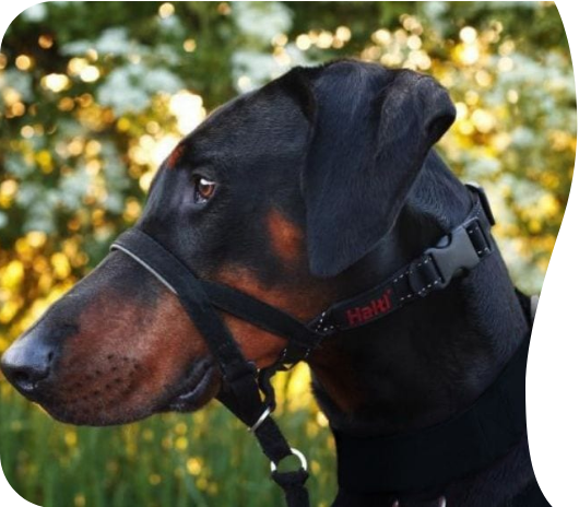 Halti Head Collar | Company Of Animals