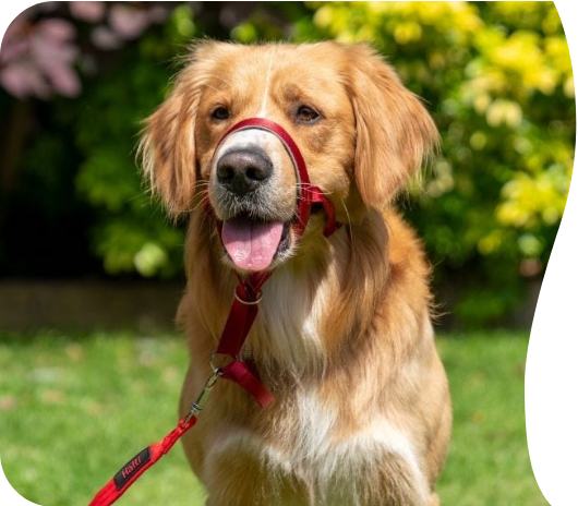Halti Head Collar | Company Of Animals