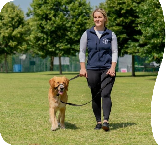 Halti Head Collar | Company Of Animals