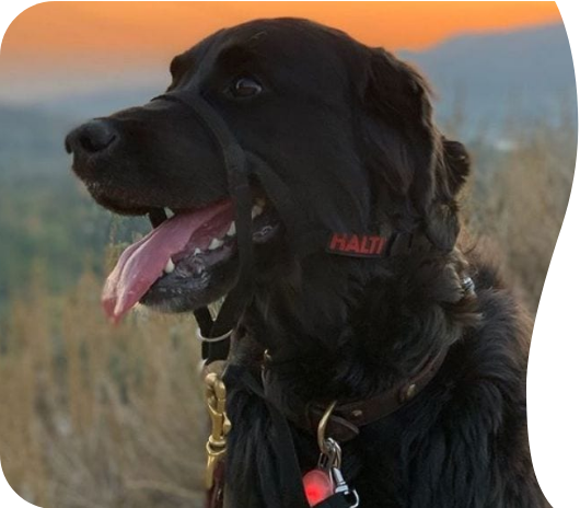 Halti Head Collar | Company Of Animals