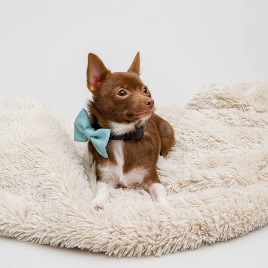 Bowtie (Sage) | The Sharper Barker