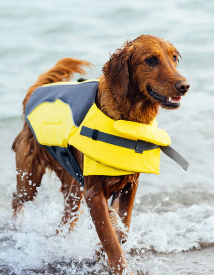 Wave Rider Life Jacket (Yellow) | Canada Pooch