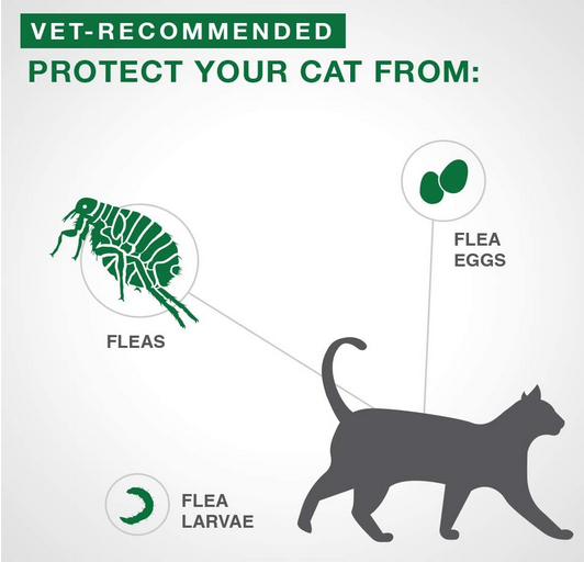 Advantage II Flea Treatment (Small Cat, 5-8.8lb) | Bayer