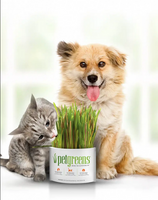 Easy Self-Grow Cat Grass Kit (Garden) | Pet Greens