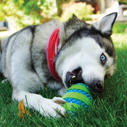 Goomz Ball (Large) | KONG
