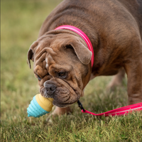 Blue Ice Cone Cooling Toy | GF Pet