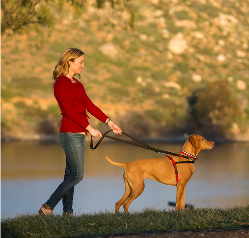 Halti Front Control Harness | Company Of Animals