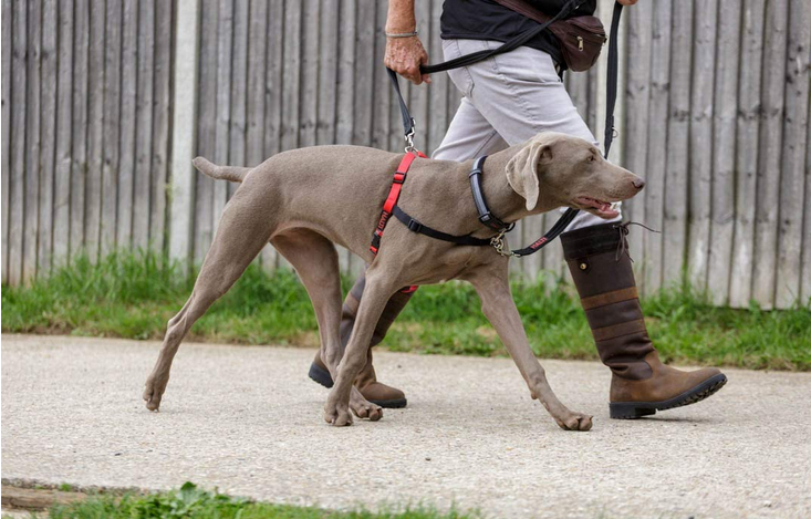 Halti Front Control Harness | Company Of Animals