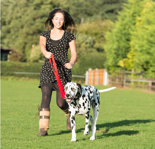 Halti Training Lead | Company Of Animals