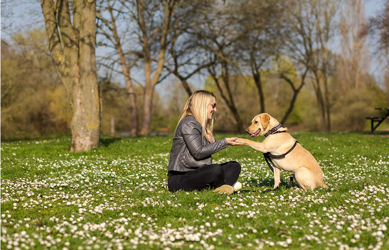 Halti No-Pull Harness | Company Of Animals