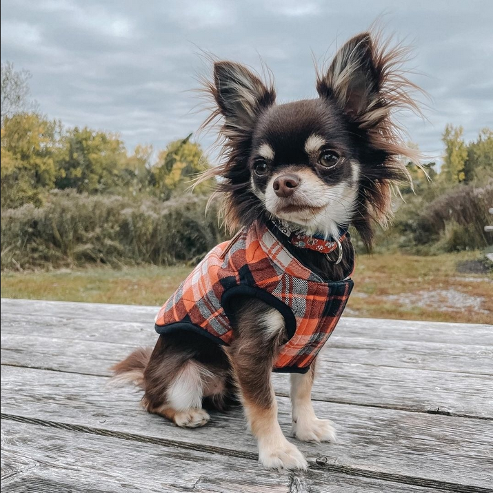 Reversible Vest (Black & Plaid) | Canada Pooch