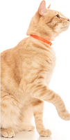 Comfort Cat Breakaway Collars | NUVUQ