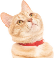 Comfort Cat Breakaway Collars | NUVUQ