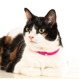 Comfort Cat Breakaway Collars | NUVUQ