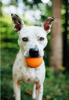 Squeak Ball (Orange) | Planet Dog