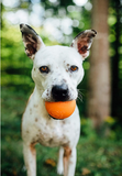 Squeak Ball (Orange) | Planet Dog