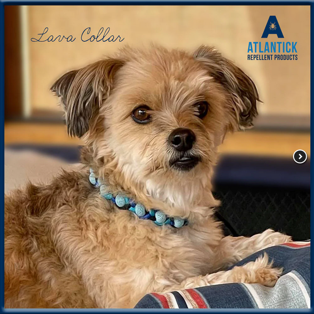 Lava Bead Hair Tie/Dog Collar (Small) | Atlantick