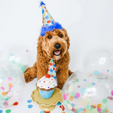 Birthday Party Hat | Huxley & Kent