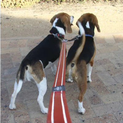 Split Lead (Medium) | Rogz