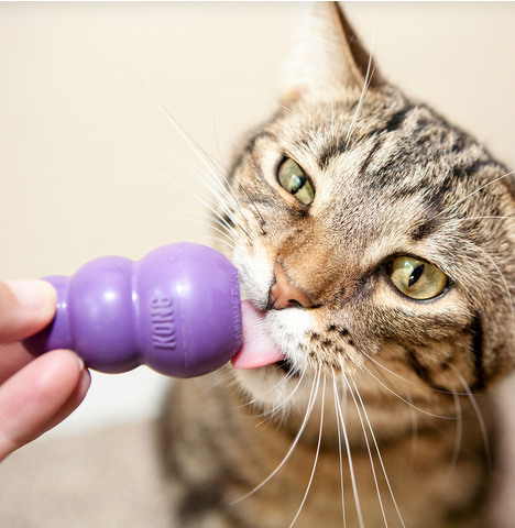 Kitty Kong | KONG