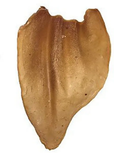 Cow Ear | Kawigga