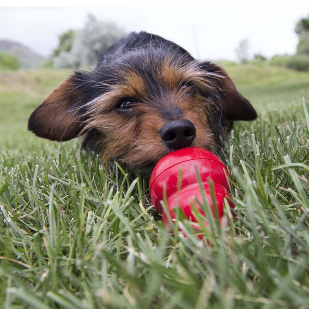 Easy Treat (Pepperoni) | KONG