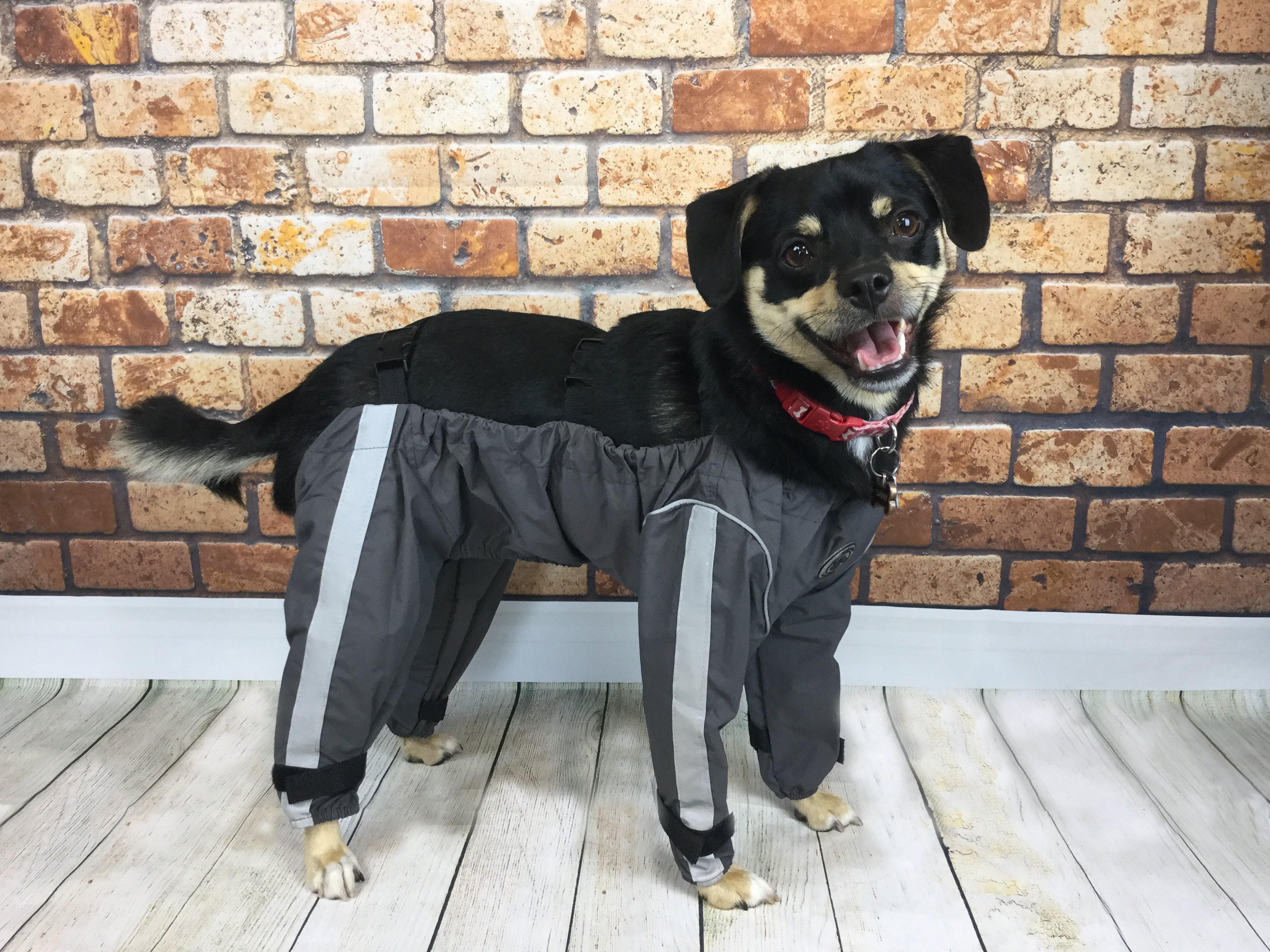 Body Guard Pants | FouFou Dog