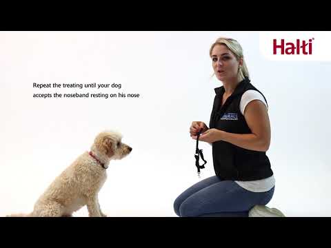 Halti Optifit Headcollar | Company Of Animals